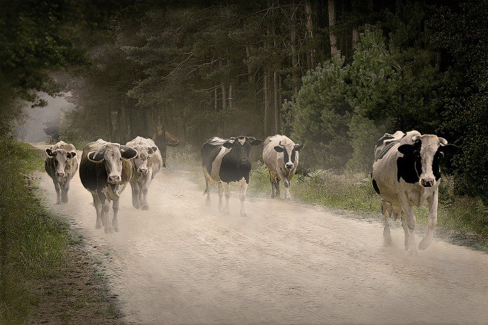 wies-utracona-w-obiektywie-waldemara-grzelaka-foto-58351