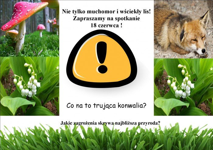 nie-tylko-muchomor-i-wscieky-lis-58390
