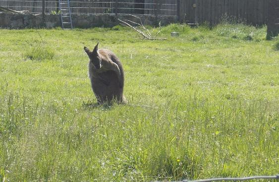 u-egzotycznych-mieszkancow-zoo-w-acznej-foto-58500