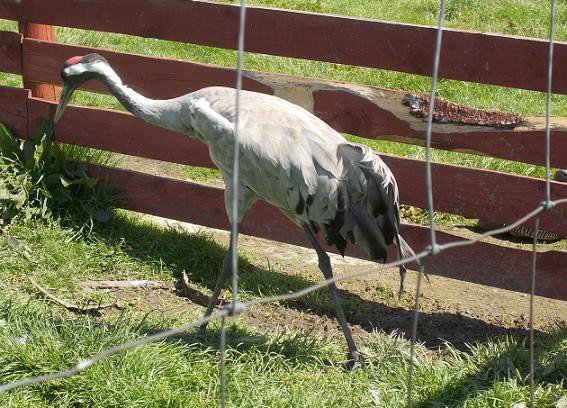 u-egzotycznych-mieszkancow-zoo-w-acznej-foto-58500