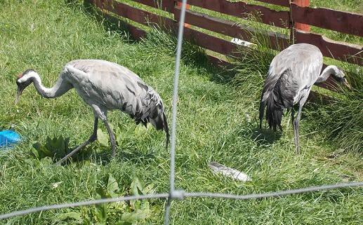 u-egzotycznych-mieszkancow-zoo-w-acznej-foto-58500