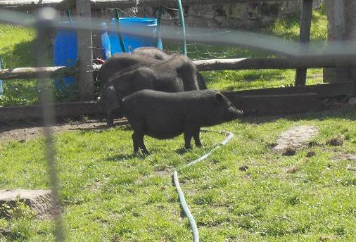 u-egzotycznych-mieszkancow-zoo-w-acznej-foto-58500