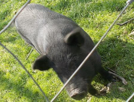 u-egzotycznych-mieszkancow-zoo-w-acznej-foto-58500