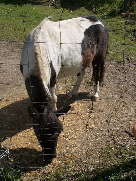 u-egzotycznych-mieszkancow-zoo-w-acznej-foto-58500