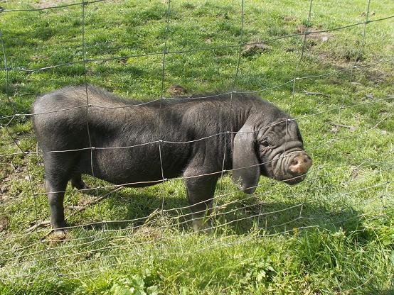 u-egzotycznych-mieszkancow-zoo-w-acznej-foto-58500