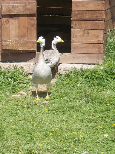 u-egzotycznych-mieszkancow-zoo-w-acznej-foto-58500