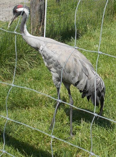 u-egzotycznych-mieszkancow-zoo-w-acznej-foto-58500