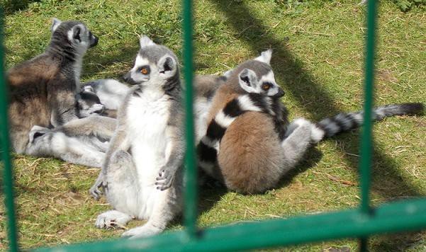 u-egzotycznych-mieszkancow-zoo-w-acznej-foto-58500