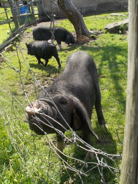 u-egzotycznych-mieszkancow-zoo-w-acznej-foto-58500