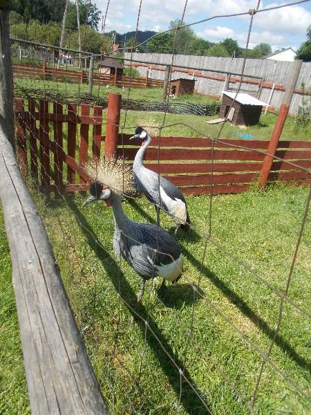 u-egzotycznych-mieszkancow-zoo-w-acznej-foto-58500