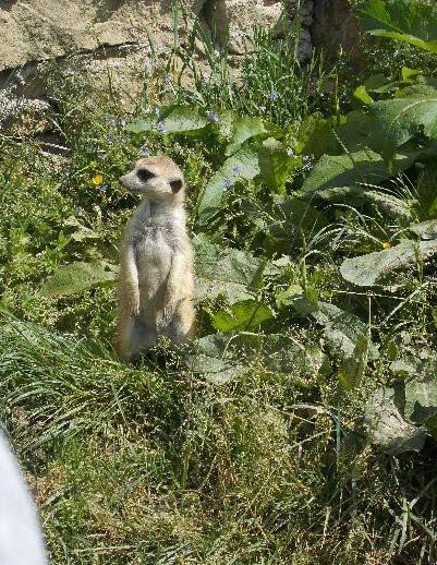 u-egzotycznych-mieszkancow-zoo-w-acznej-foto-58500