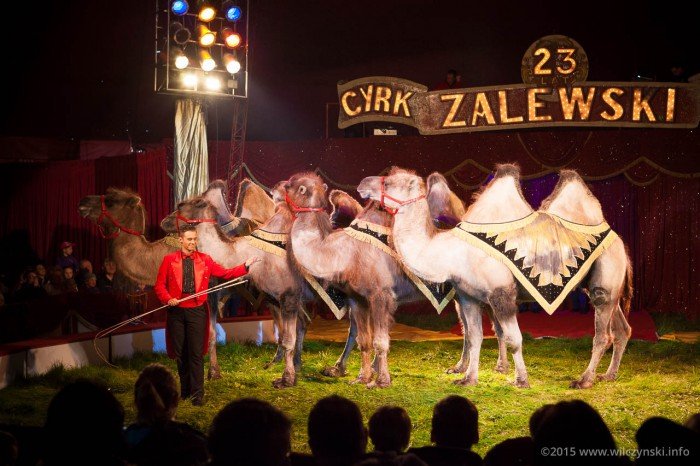 cyrk-zalewski-w-jeleniej-gorze-mamy-wejsciowki-foto-58622