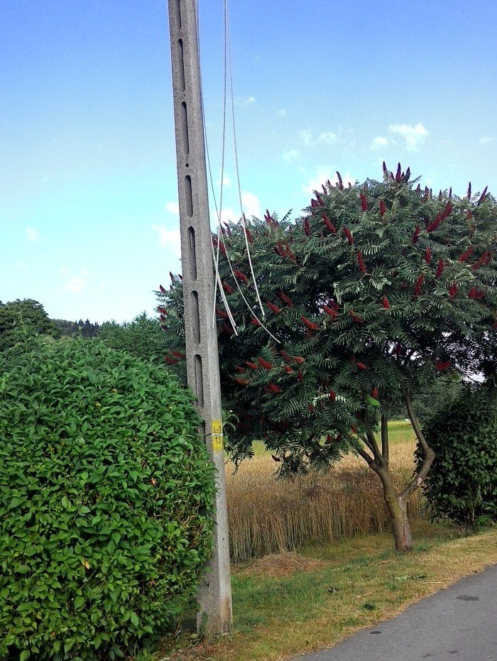 w-trzcinsku-grasowali-zodzieje-kabli-foto-59254