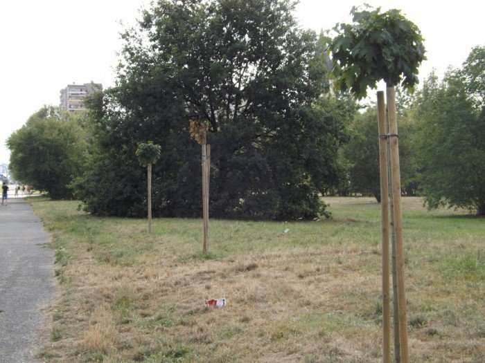 czytelnik-niech-ktos-podleje-mode-drzewka-foto-59271