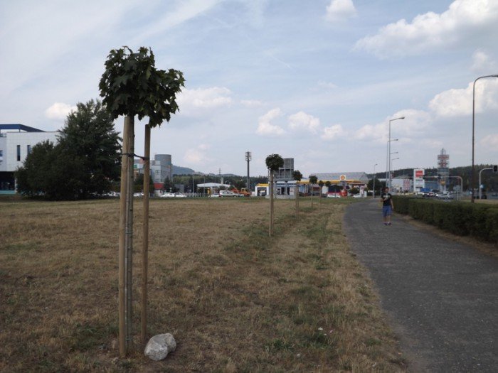 czytelnik-niech-ktos-podleje-mode-drzewka-foto-59271