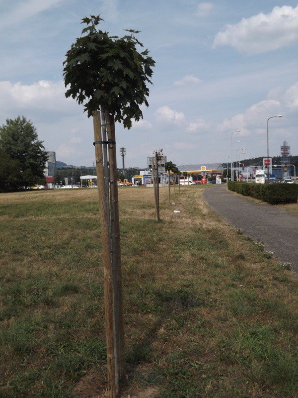 czytelnik-niech-ktos-podleje-mode-drzewka-foto-59271