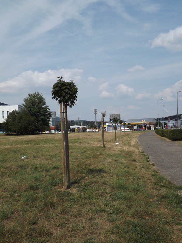 czytelnik-niech-ktos-podleje-mode-drzewka-foto-59271
