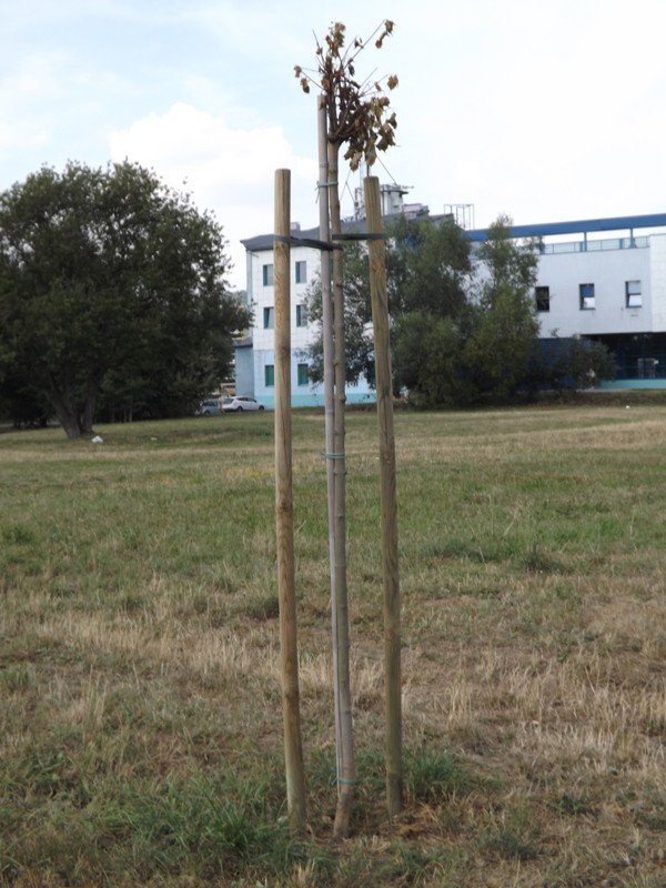 czytelnik-niech-ktos-podleje-mode-drzewka-foto-59271