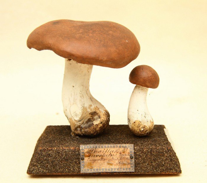 Model grzyba