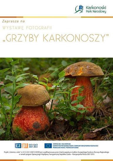 grzyby-karkonoszy-w-obiektywie-foto-59637