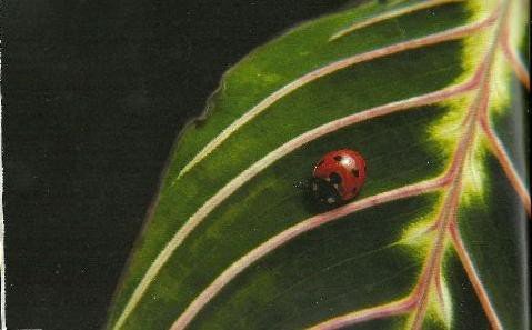 wielki-may-swiat-owadow-w-obiektywie-janiny-peikert-foto-59785