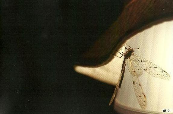 wielki-may-swiat-owadow-w-obiektywie-janiny-peikert-foto-59785