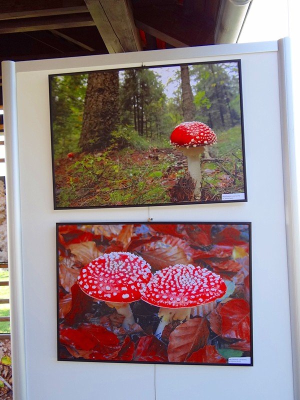 wspaniay-piknik-pod-chojnikiem-foto-59848