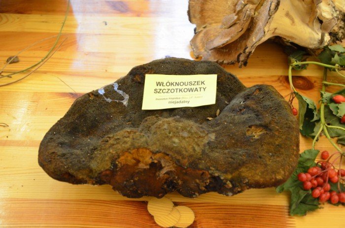 160-gatunkow-grzybow-w-muzeum-przyrodniczym-foto-59959