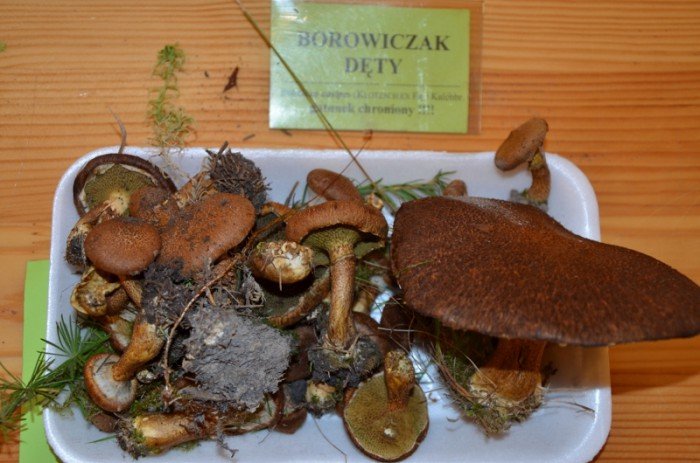 160-gatunkow-grzybow-w-muzeum-przyrodniczym-foto-59959
