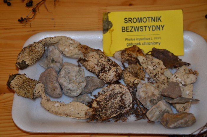 160-gatunkow-grzybow-w-muzeum-przyrodniczym-foto-59959