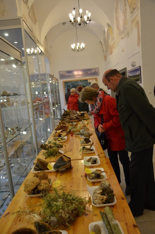 160-gatunkow-grzybow-w-muzeum-przyrodniczym-foto-59959
