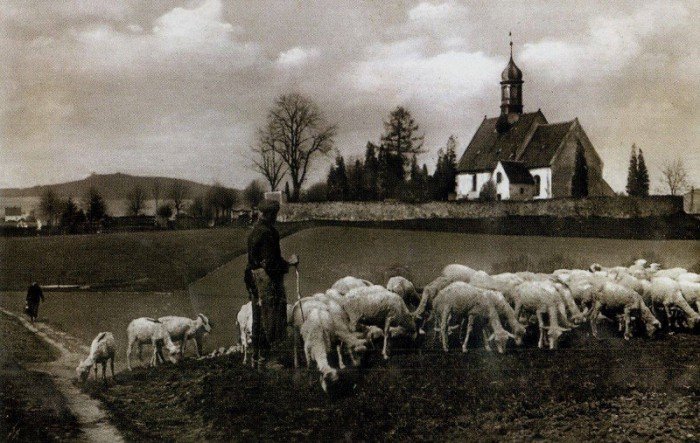 Wypas owiec przy kościele św. Jerzego, widok od południowego wschodu