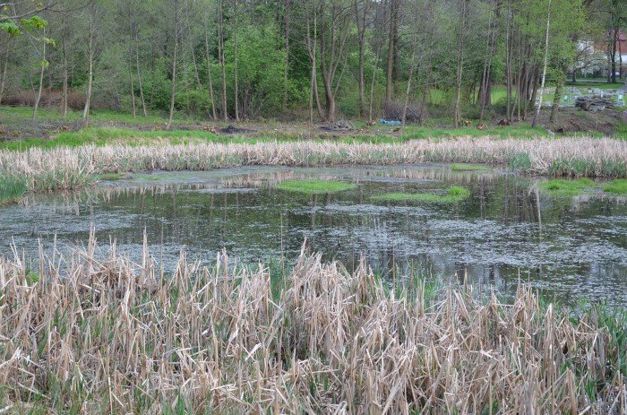 czyszczenie-jeziorka-dla-przyrody-i-rekreacji-foto-60559