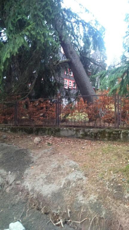 wiatr-wyrwa-swierka-z-korzeniami-foto-61026