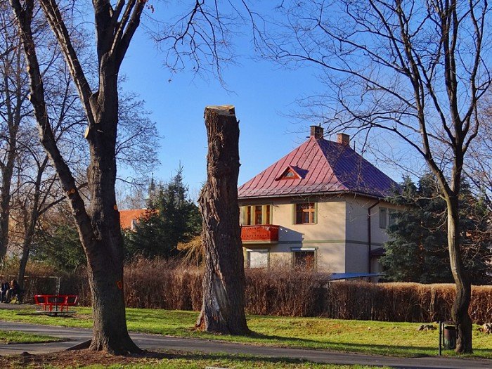 chore-drzewa-w-sobieszowie-nie-do-wyciecia-foto-61215