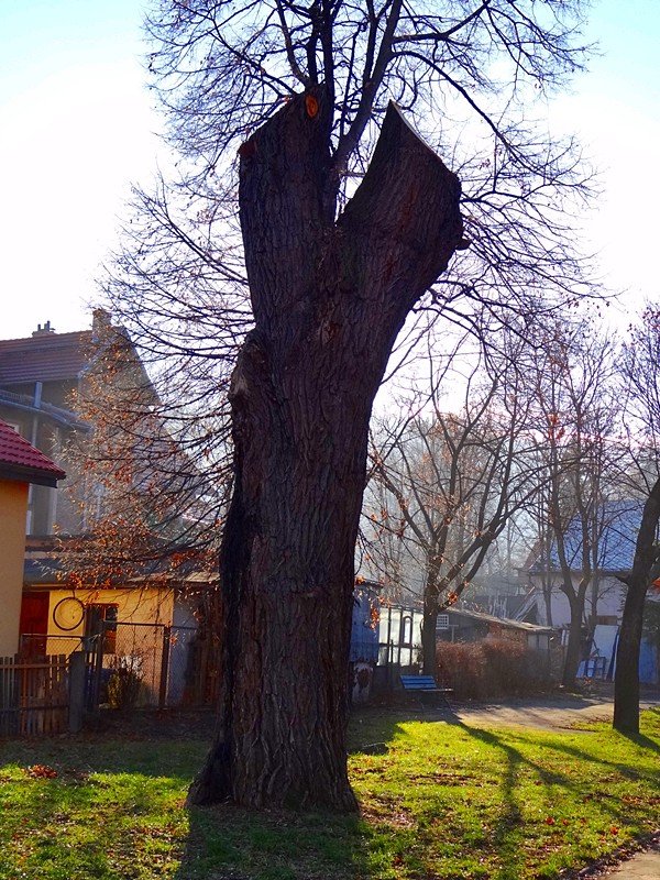 chore-drzewa-w-sobieszowie-nie-do-wyciecia-foto-61215