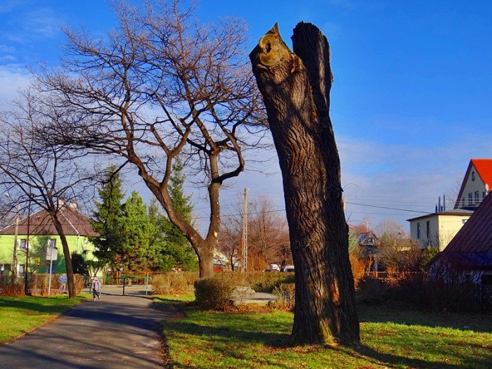 chore-drzewa-w-sobieszowie-nie-do-wyciecia-foto-61215