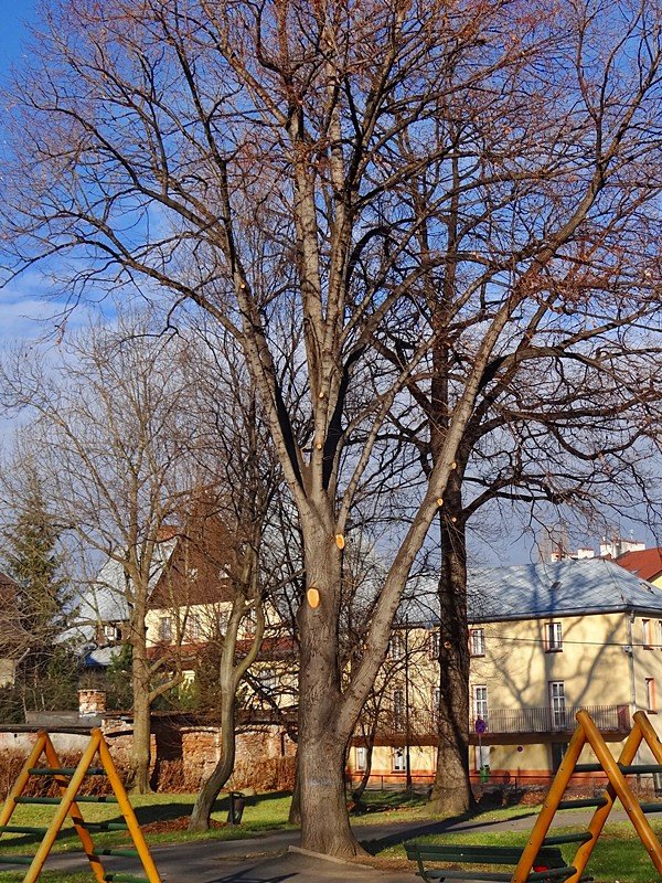 chore-drzewa-w-sobieszowie-nie-do-wyciecia-foto-61215