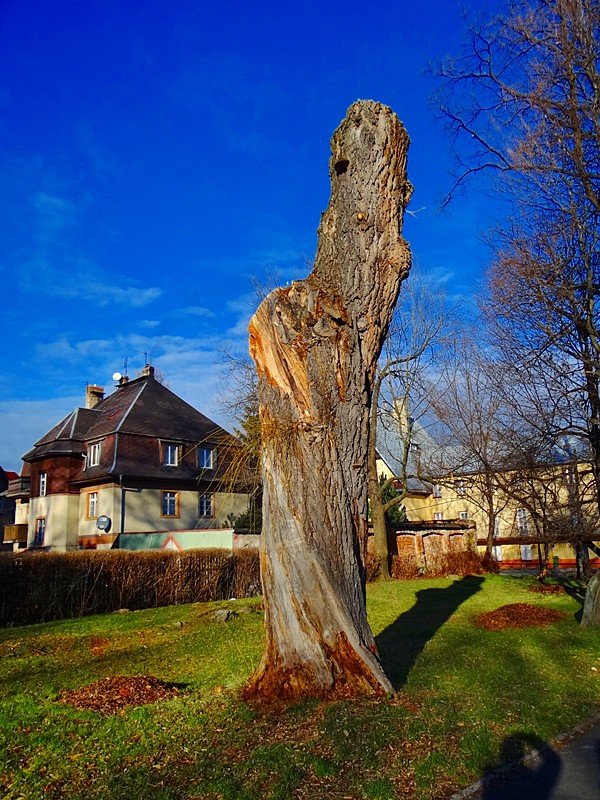 chore-drzewa-w-sobieszowie-nie-do-wyciecia-foto-61215