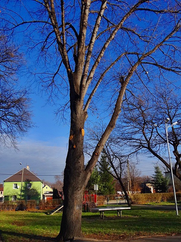 chore-drzewa-w-sobieszowie-nie-do-wyciecia-foto-61215