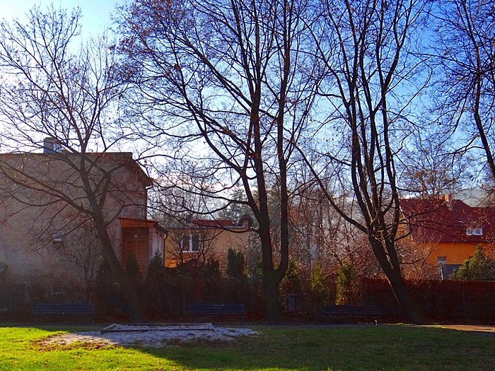chore-drzewa-w-sobieszowie-nie-do-wyciecia-foto-61215