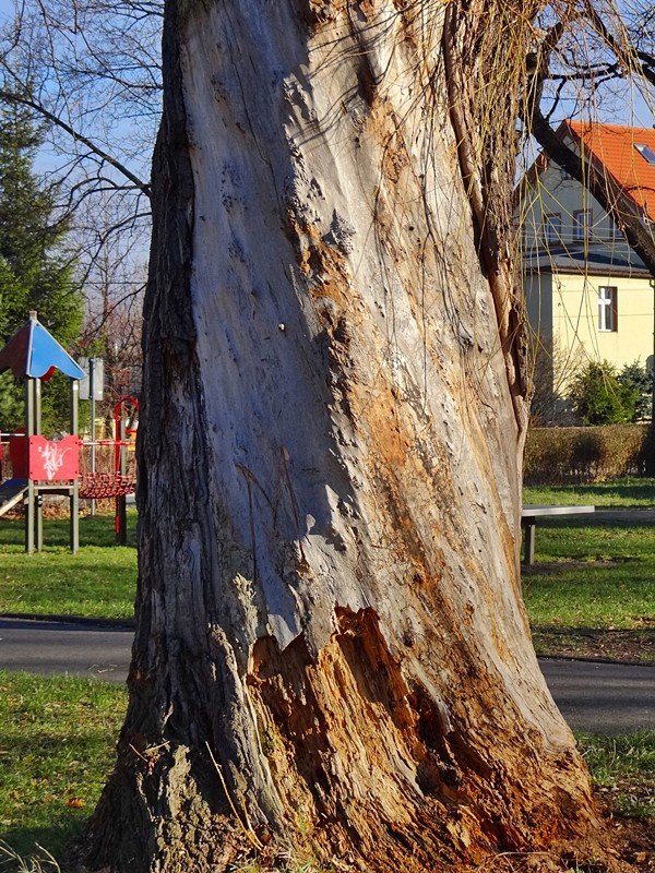 chore-drzewa-w-sobieszowie-nie-do-wyciecia-foto-61215