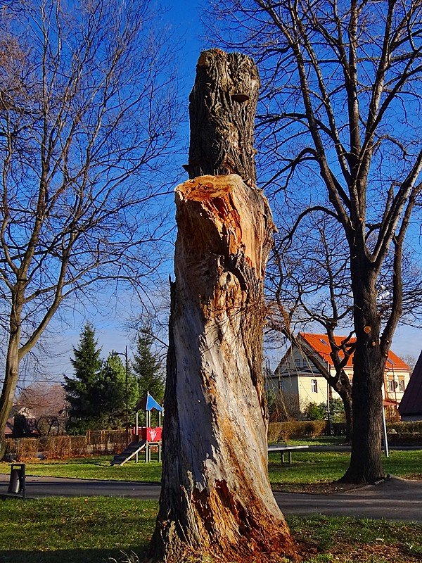 chore-drzewa-w-sobieszowie-nie-do-wyciecia-foto-61215