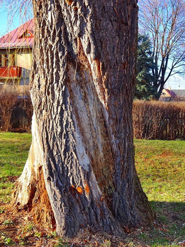 chore-drzewa-w-sobieszowie-nie-do-wyciecia-foto-61215