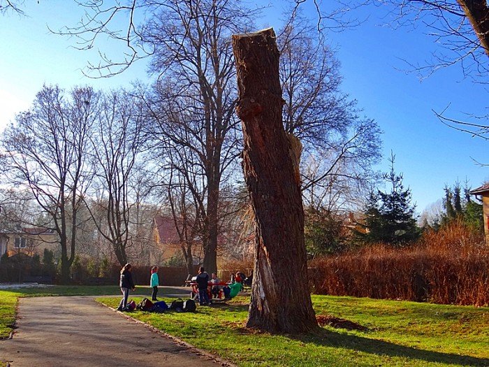 chore-drzewa-w-sobieszowie-nie-do-wyciecia-foto-61215