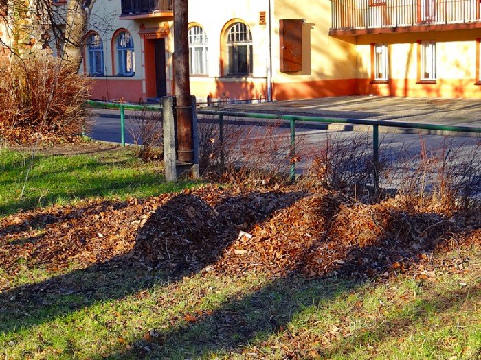 chore-drzewa-w-sobieszowie-nie-do-wyciecia-foto-61215