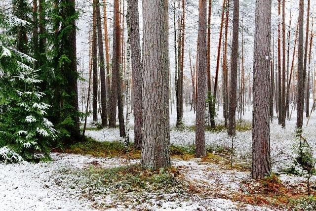 o-zapowiedniku-berezynskim-w-cyklu-czwartkowym-foto-61585