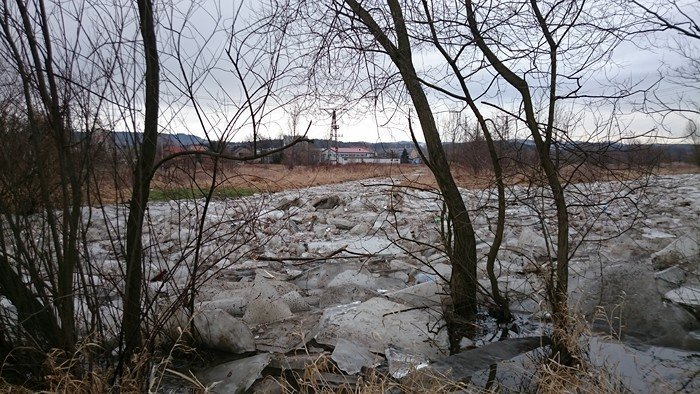 zator-na-bobrze-dziaania-strazy-miejskiej-foto-61652