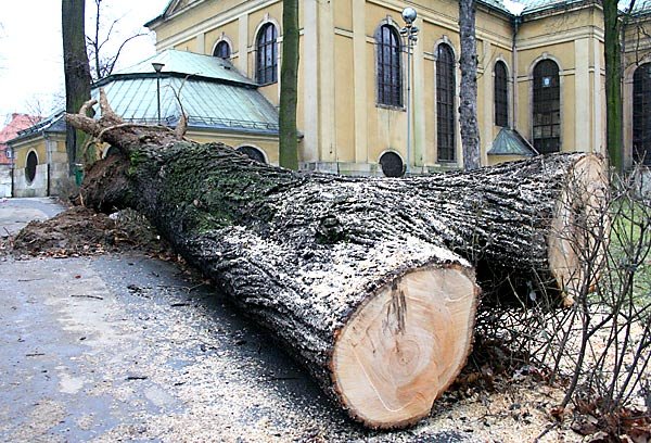 Stare kasztanowce czekają na pocięcie.