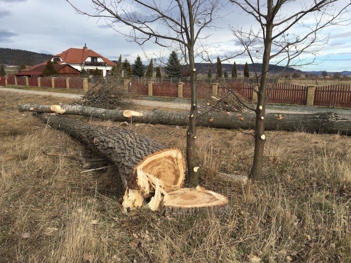 trwa-wycinka-starych-i-chorych-drzew-foto-61808